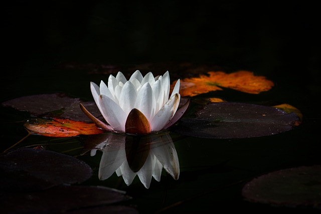 harmony