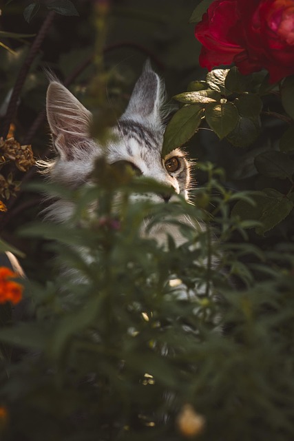 hidden-640x480-12882406.jpeg