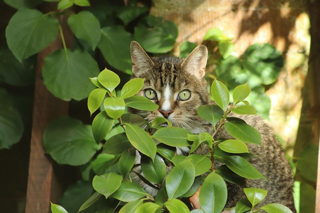 hidden