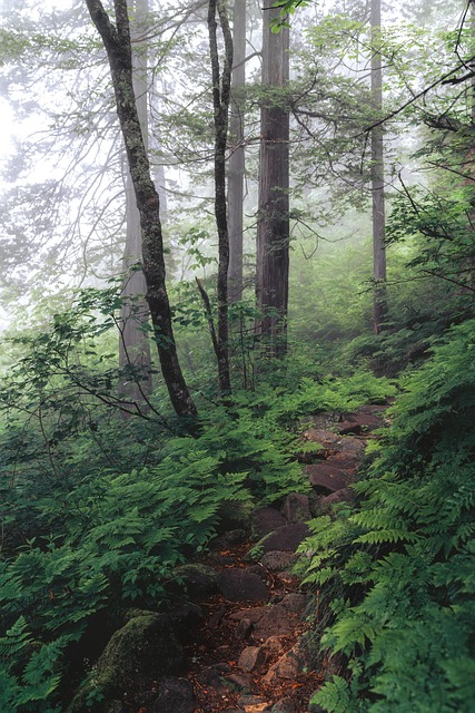 hiking-640x480-40949870.jpeg