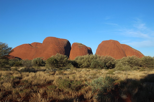 indigenous