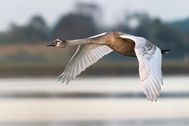 juvenile