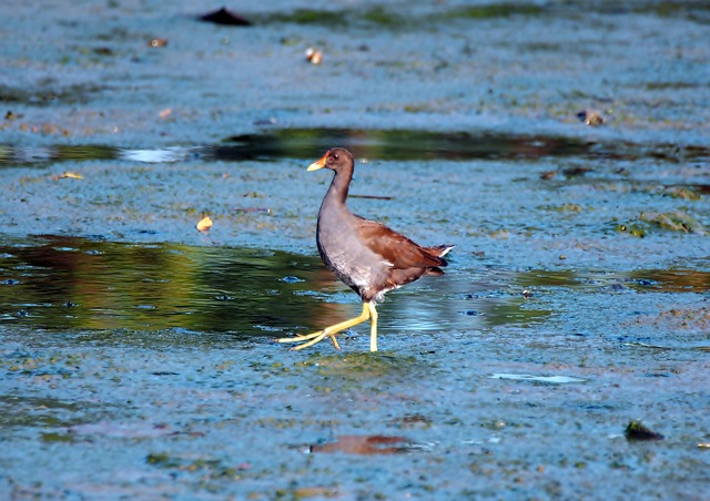juvenile