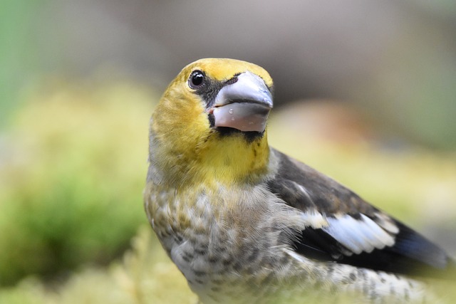 juvenile