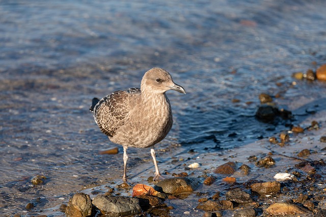 juvenile
