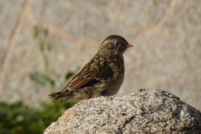 juvenile