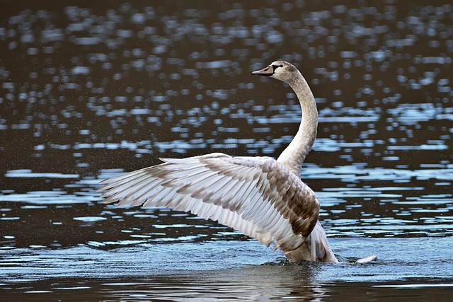 juvenile