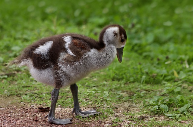 juvenile