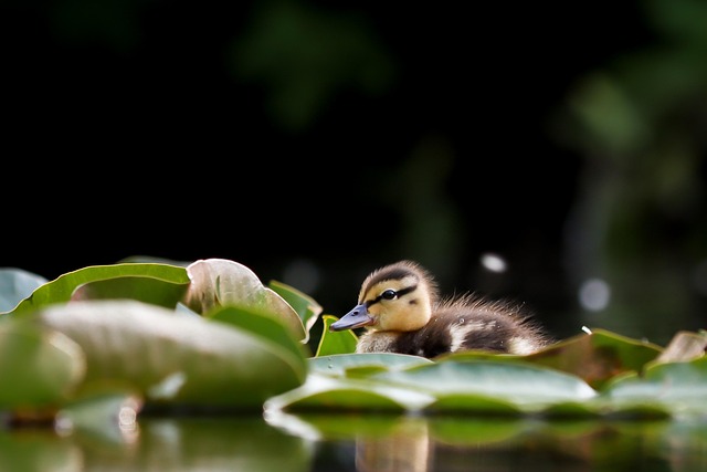 juvenile