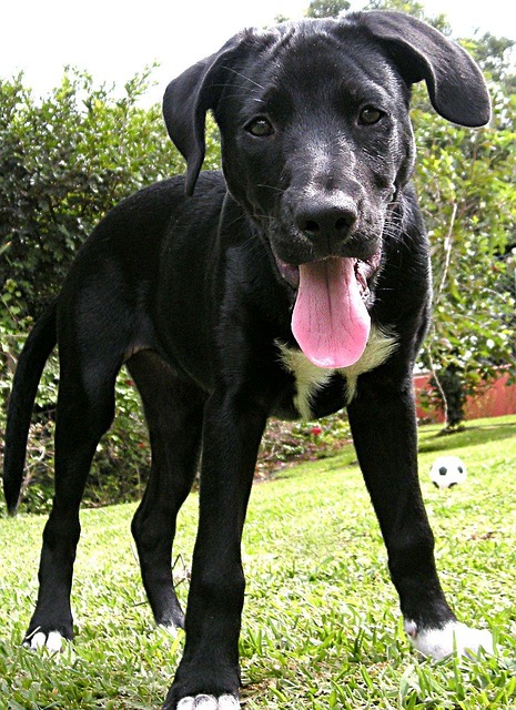 lab