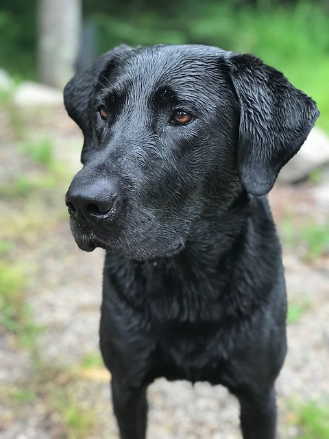 lab