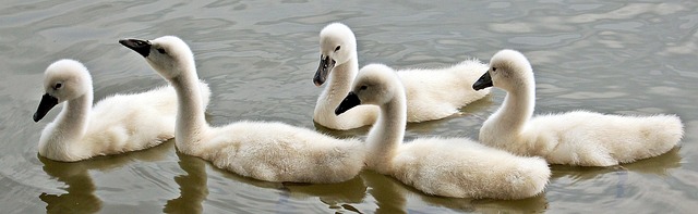 Lakes