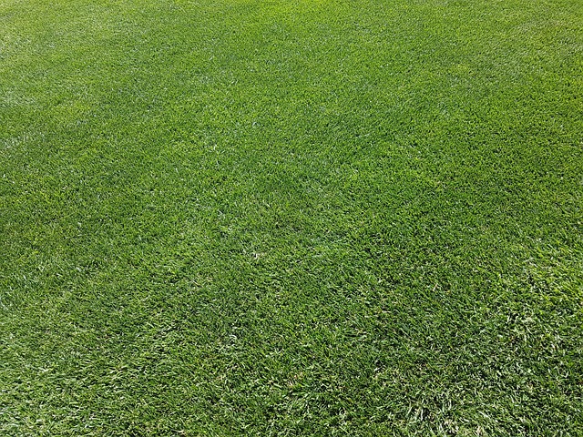 Mastering Tree Trimming: Enhance Your Lawn Care and Landscaping