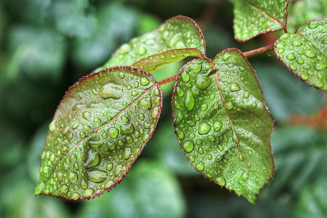moisture-640x480-5538223.jpeg