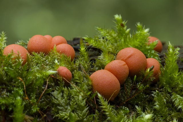 mold