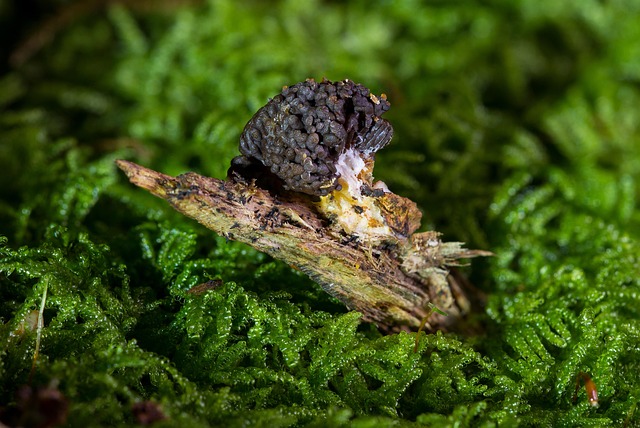 mold