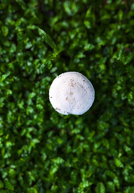 mold