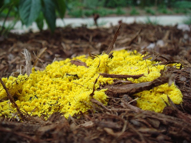 mold
