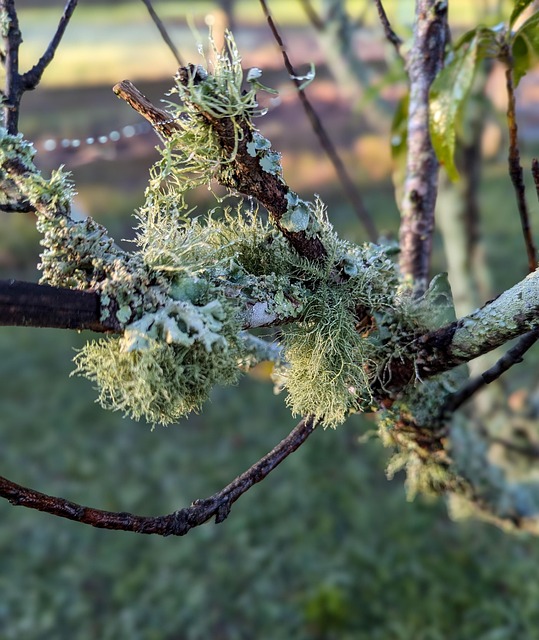 mold