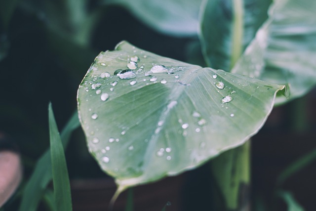 nature-640x480-16704496.jpeg