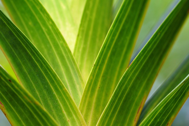 nature-640x480-18456695.jpeg