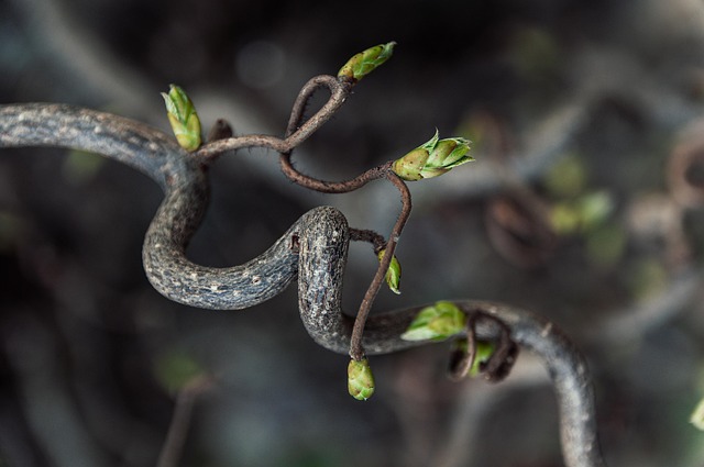 nature-640x480-2087954.jpeg
