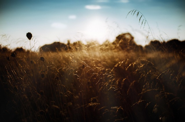 nature-640x480-43551607.jpeg