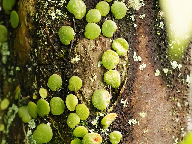 nature-640x480-45749428.jpeg