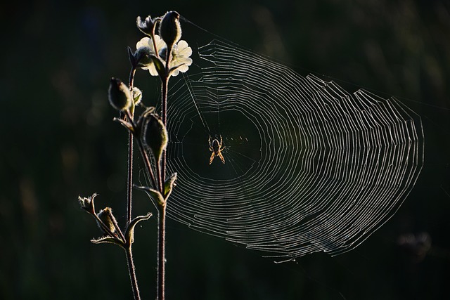 nature-640x480-5700812.jpeg