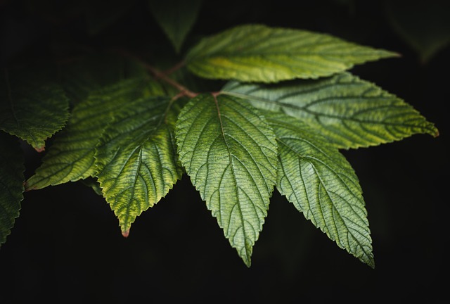 nature-640x480-71418183.jpeg