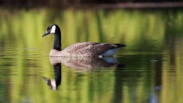nature