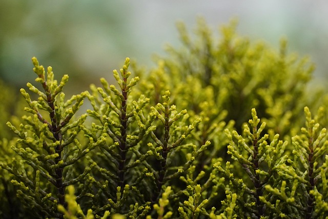 nature