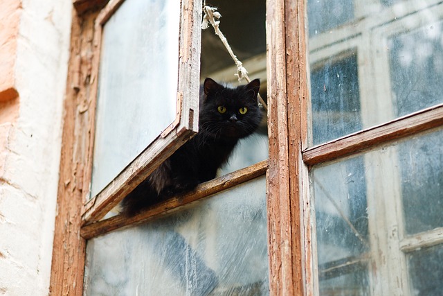 observation