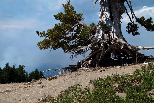 oregon-640x480-55819404.jpeg