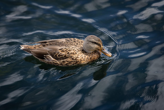 Oregon Ducks