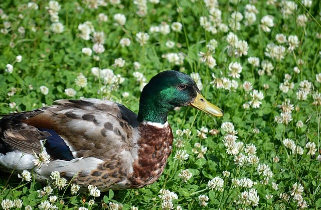 oregon-ducks-640x480-35086676.jpeg