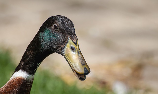Oregon Ducks