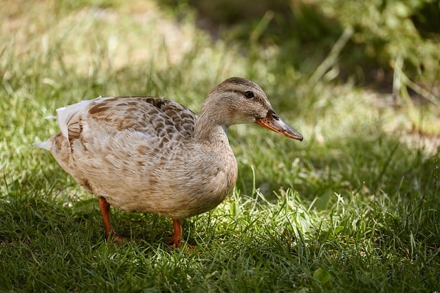 Oregon Ducks