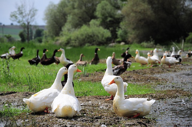 Oregon Ducks