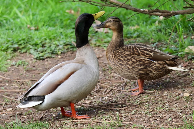 oregon-ducks-640x480-64278299.jpeg