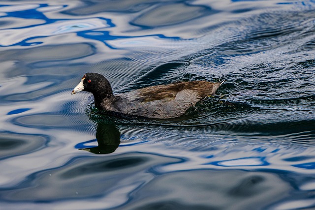 Oregon Ducks