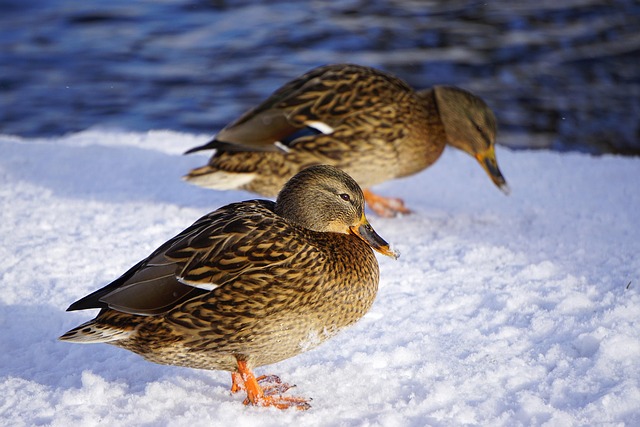Oregon Ducks
