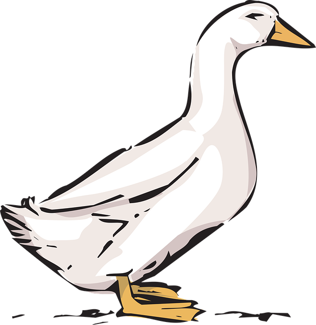 Oregon Ducks
