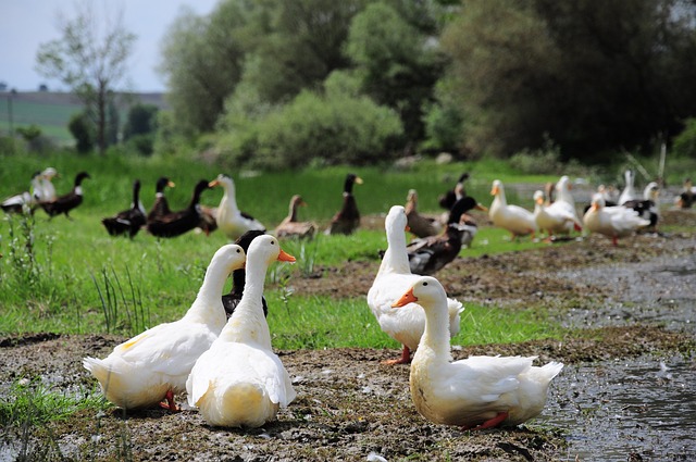 Oregon Ducks
