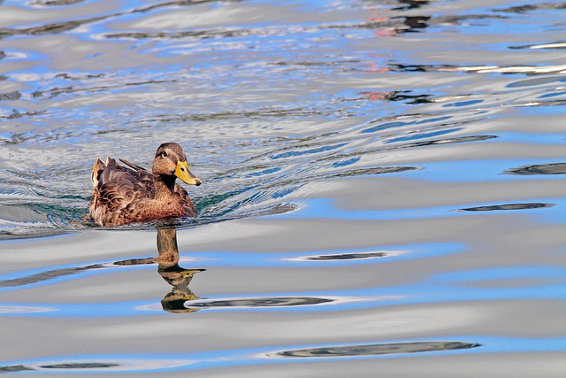 Oregon Ducks