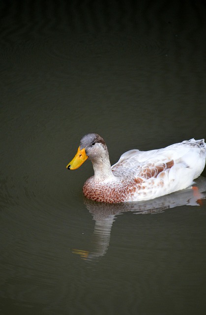 Oregon Ducks