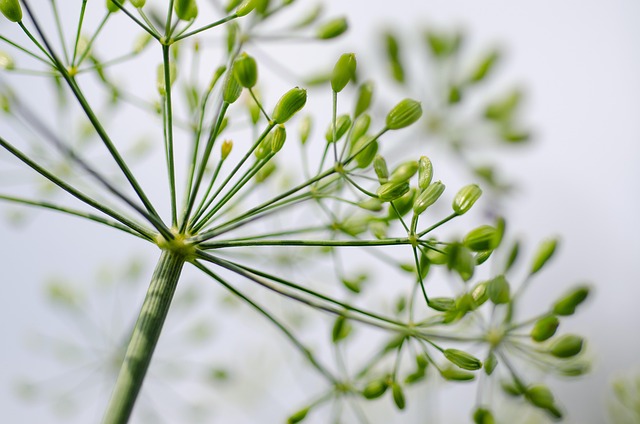 organic-640x480-77746791.jpeg