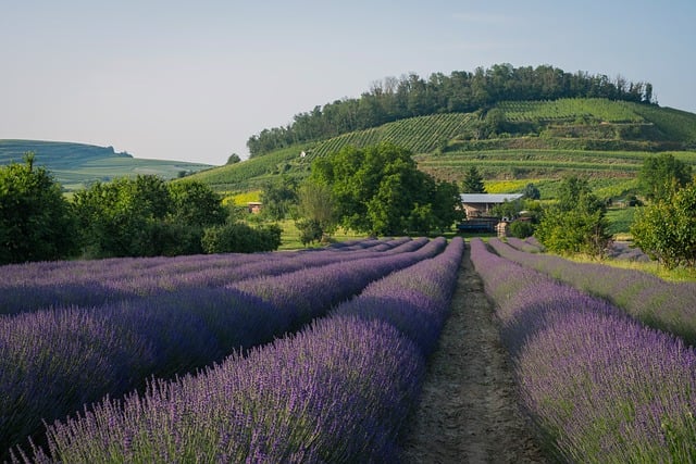 Discover Peaceful Retreats: Top Lane County Camping Spots with Scenic Views