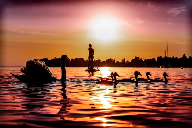 paddleboard