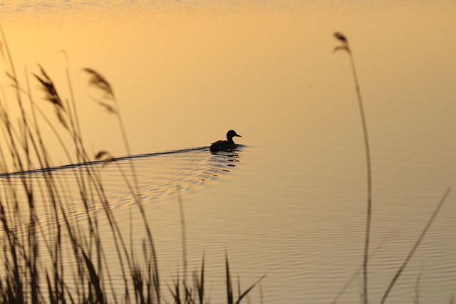 paddling